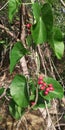 heart-leaved moonseed Tinospora cordifolia Royalty Free Stock Photo